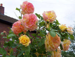 roses thorns